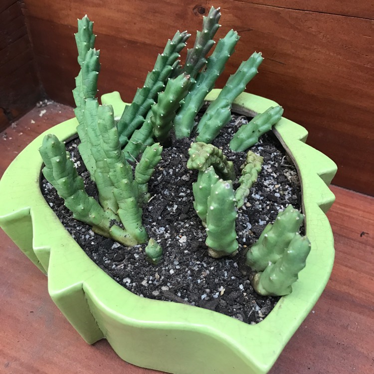 plant image 733963