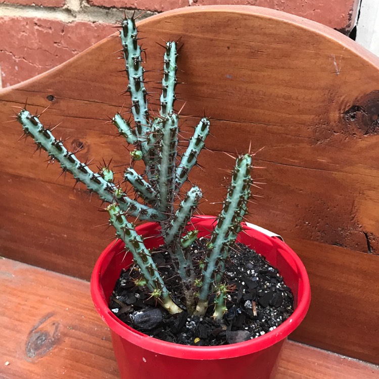 Plant image Euphorbia aeruginosa 'Schweick'