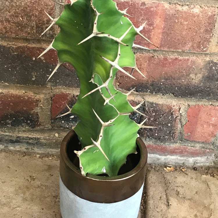 Plant image Euphorbia grandicornis