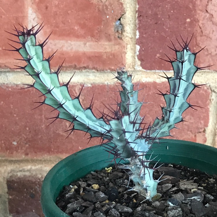 Plant image Euphorbia Greenwayi