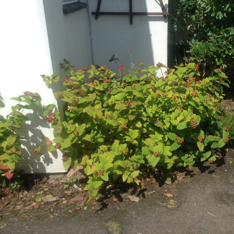 Plant image Hypericum x moserianum 'Little Misstery'