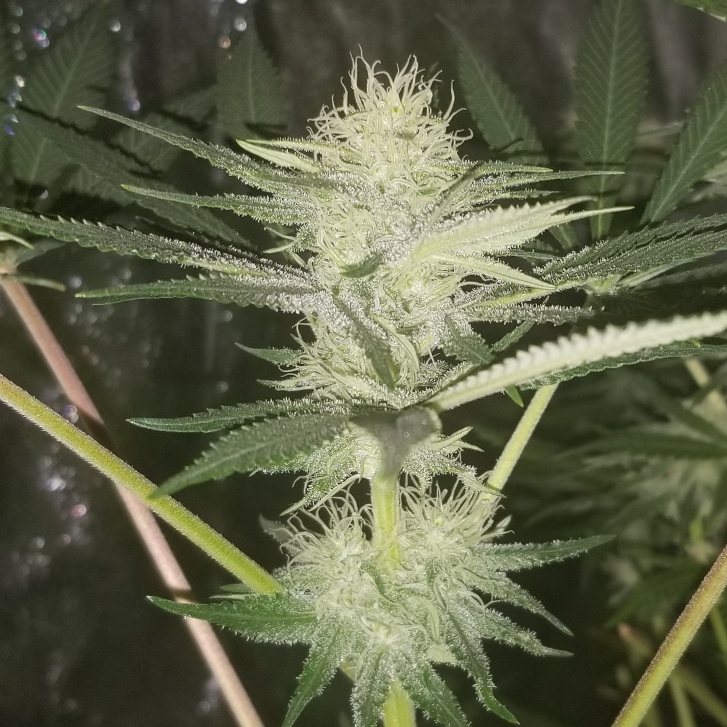 plant image 1017592