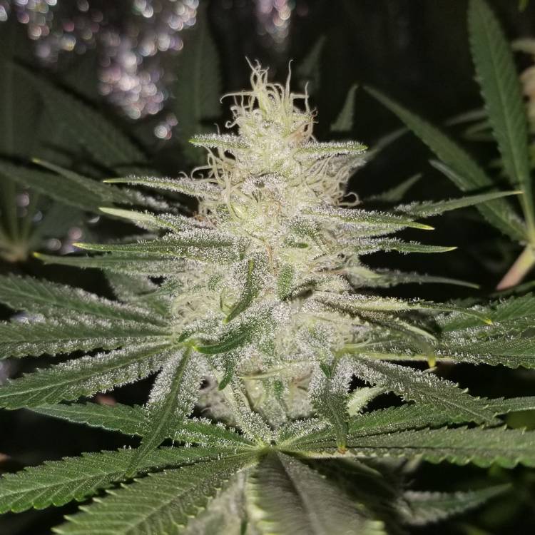 plant image 1030769