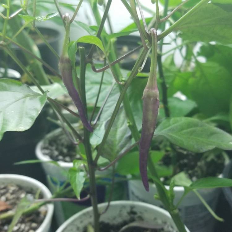 plant image 1050595