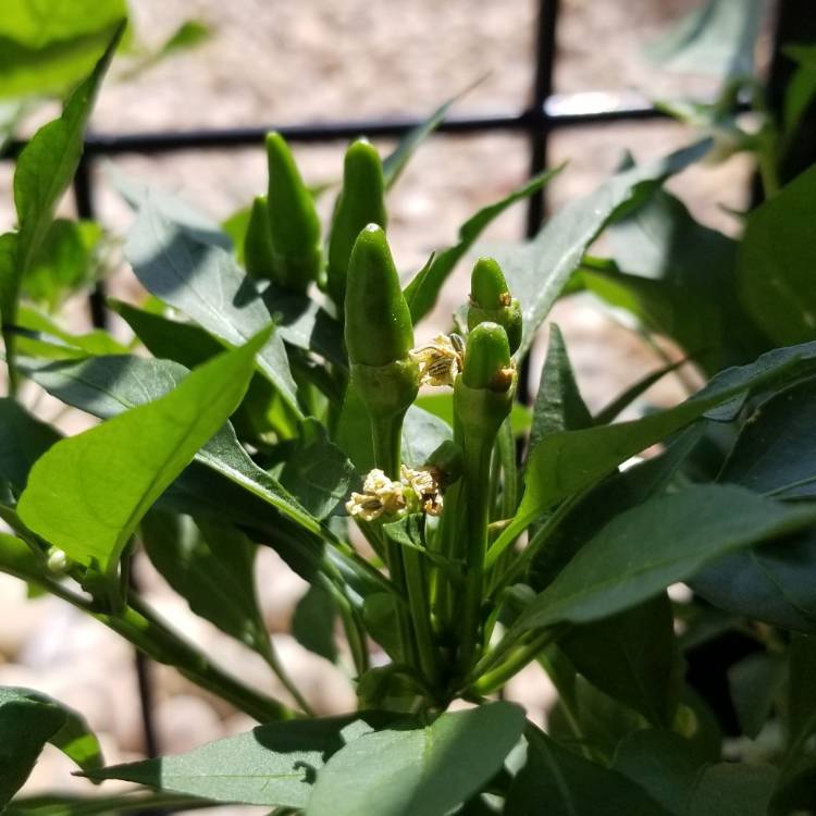 plant image 1145631