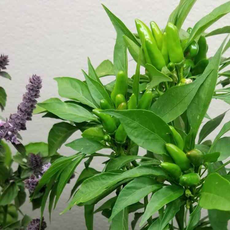 plant image 1182041
