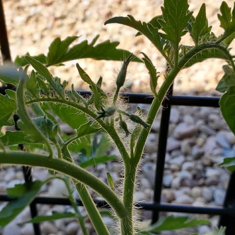 plant image 1338979