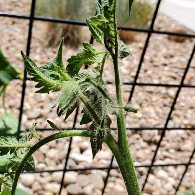 plant image 1342695 plant image 1342695