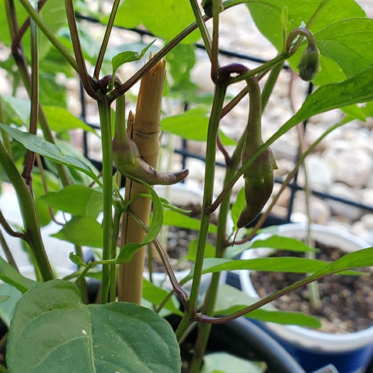 plant image 1360087