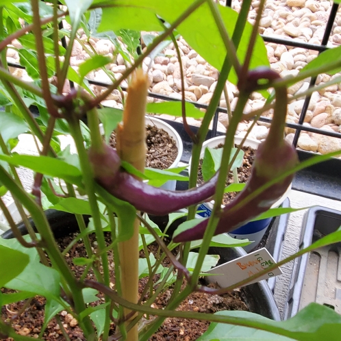 plant image 1362230