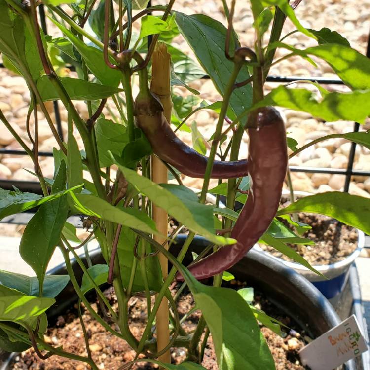plant image 1372364