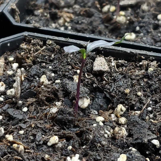 plant image 1594957