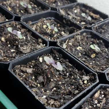 Purple Basil