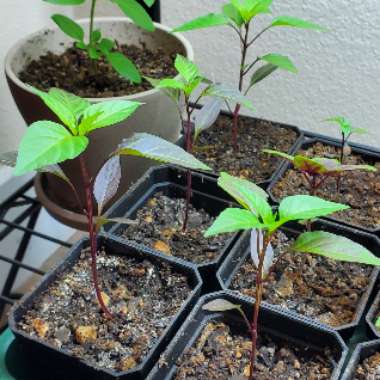 Chilli 'Buena Mulata' Hot Pepper