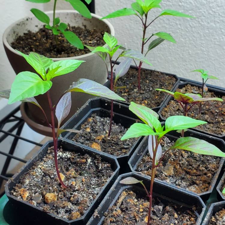 plant image 1601898