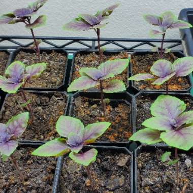 Purple Basil