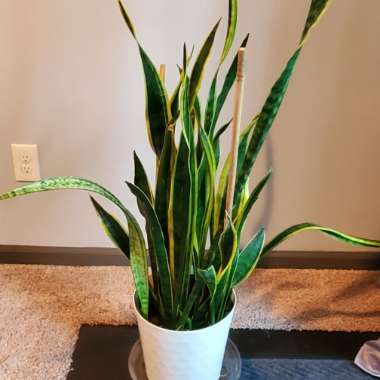 Snake Plant