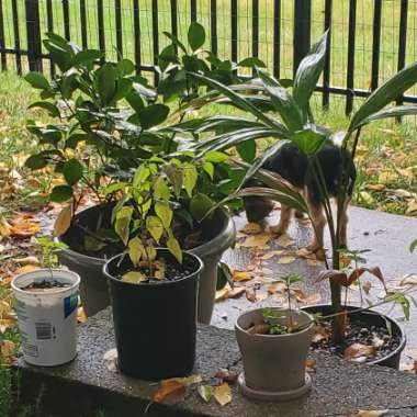 Nick's garden