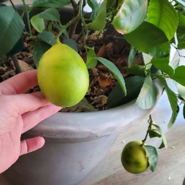 Lemon Tree 'Meyer Improved'