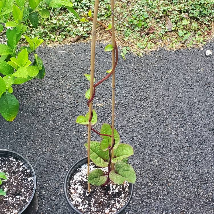plant image 1688217