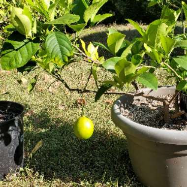 Lemon Tree 'Meyer Improved'