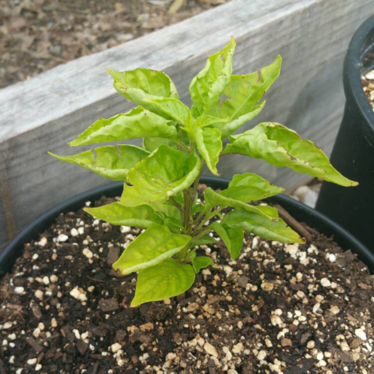 plant image 327573 plant image 327573
