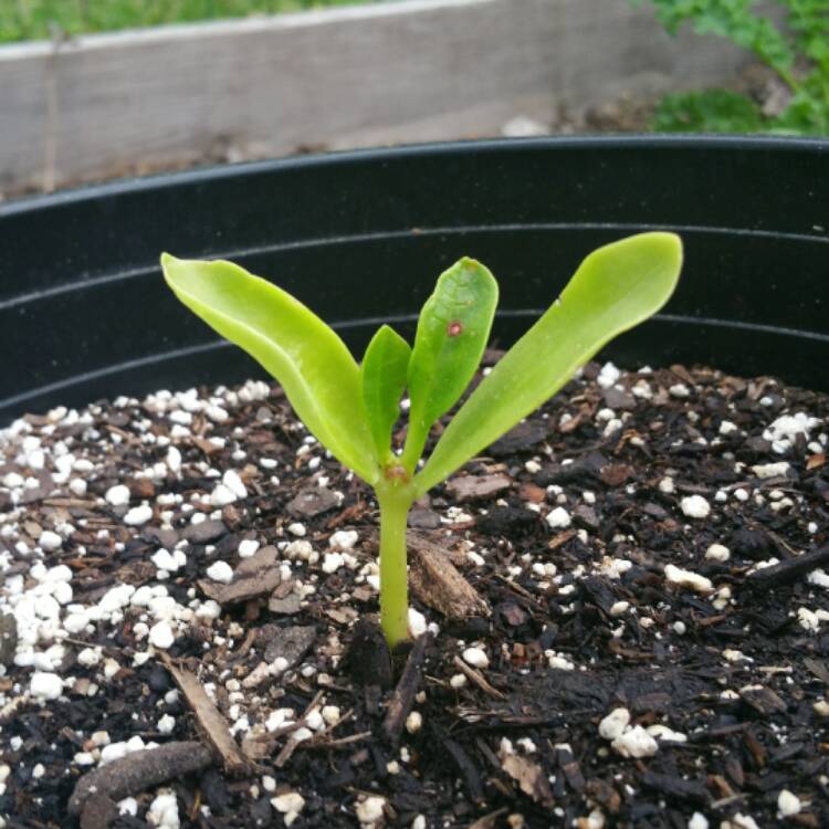 plant image 333153 plant image 333153