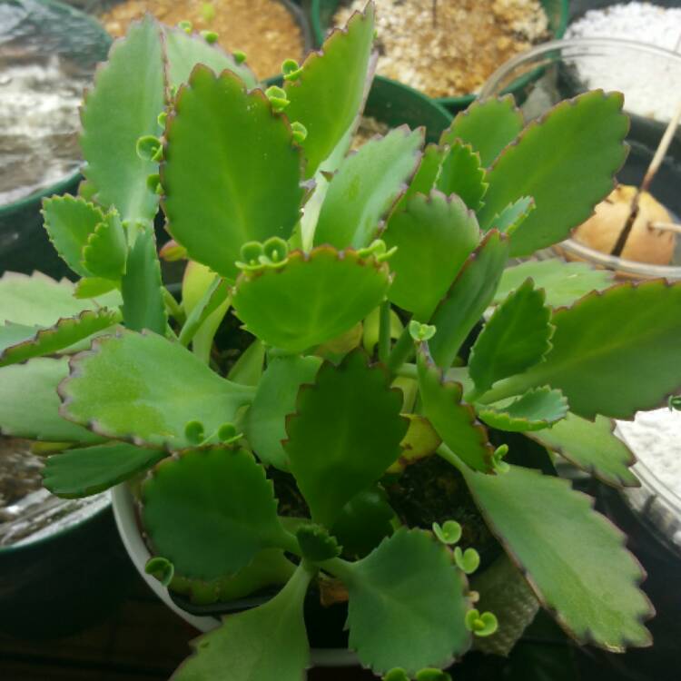 Plant image Kalanchoe Laetivirens 'Big Momma'