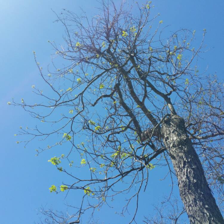 Plant image Carya Illinoinensis