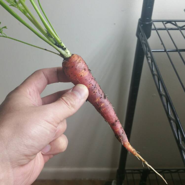Plant image Daucus carota subsp. sativus 'Purple Haze'