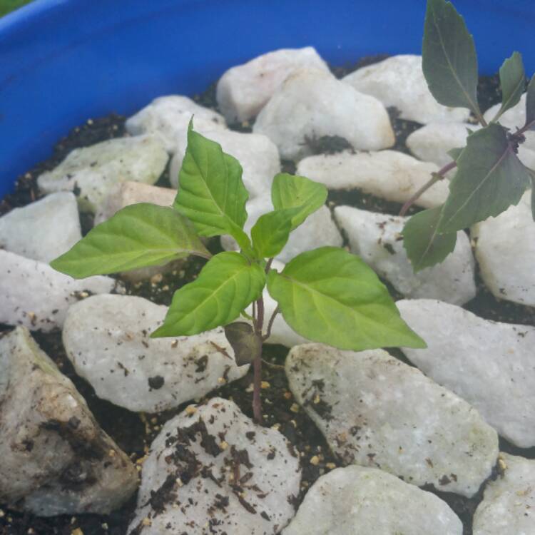 plant image 366655
