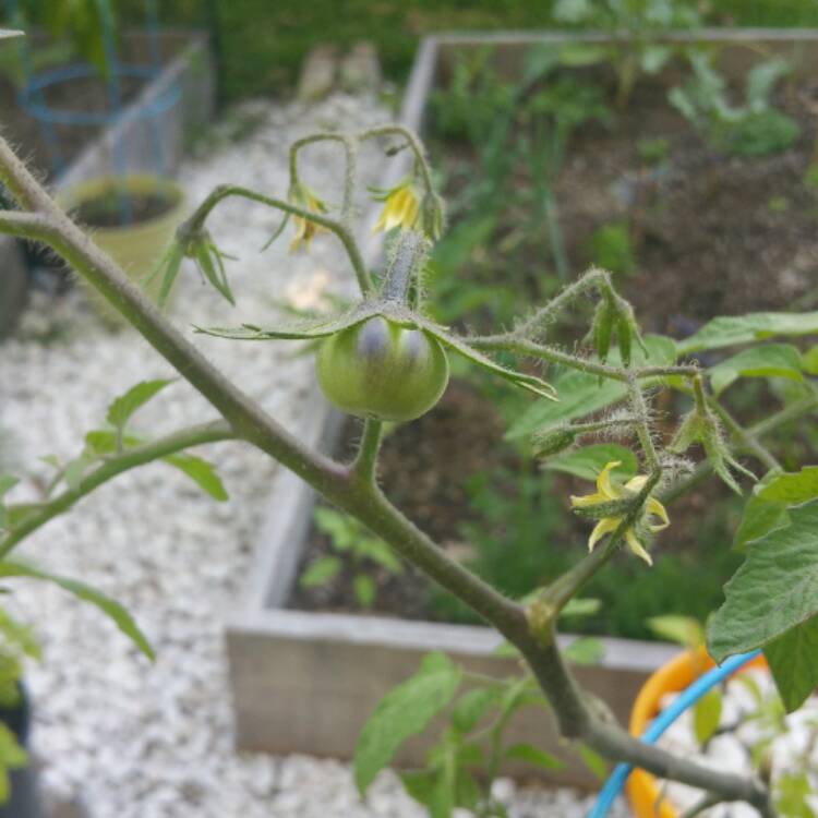 plant image 384325 plant image 384325