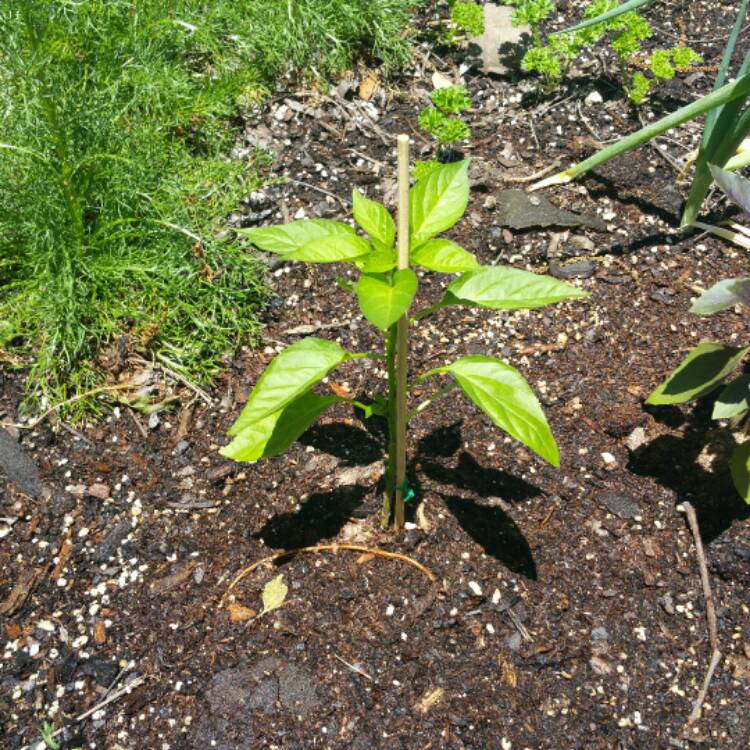 plant image 388292