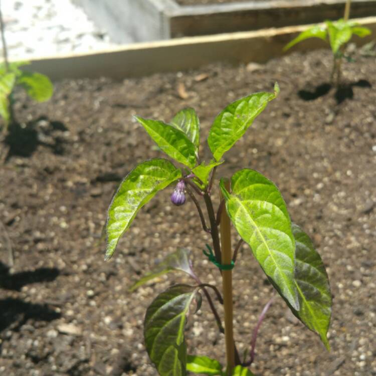 plant image 397552