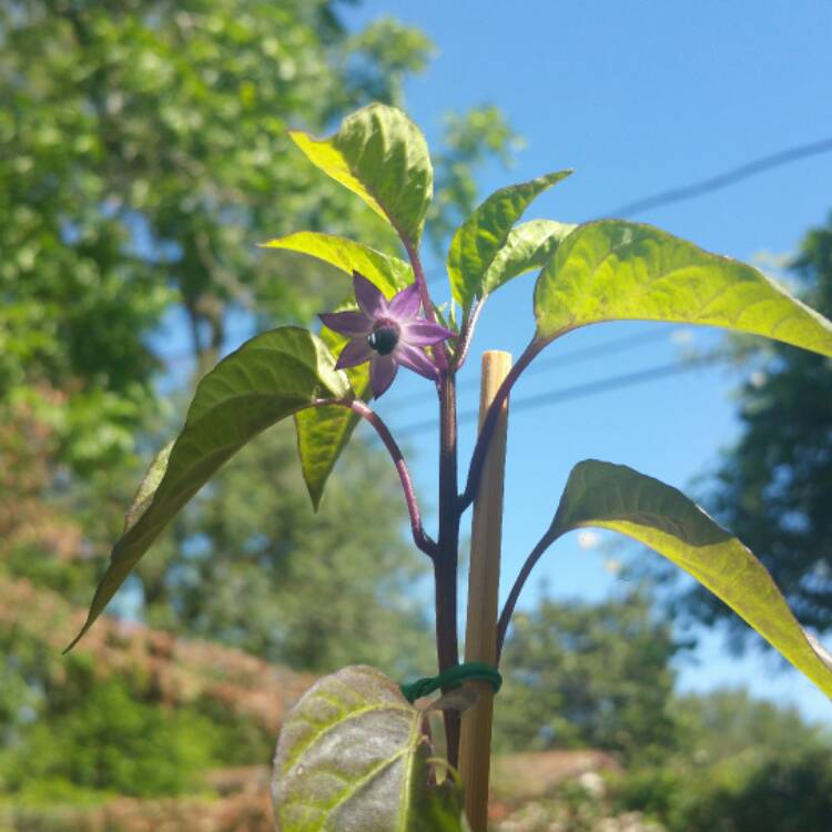 plant image 401796