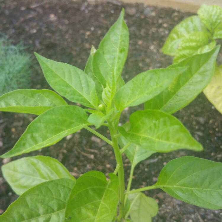 plant image 402804