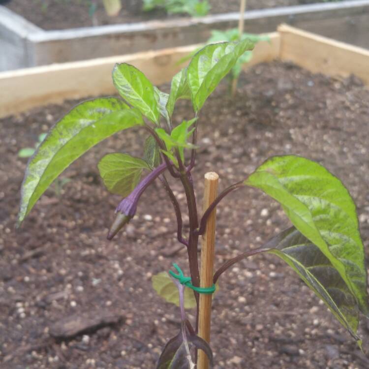 plant image 411449