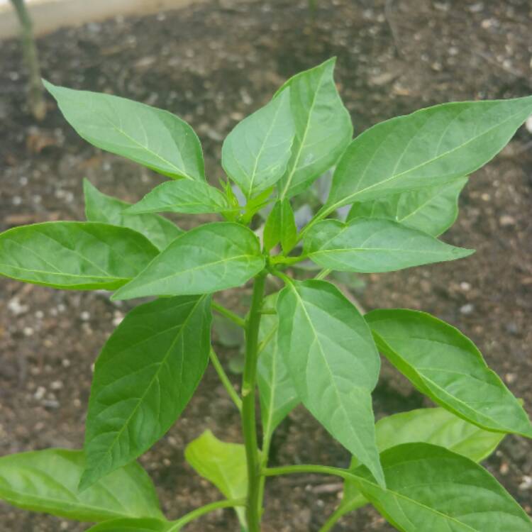 plant image 411453