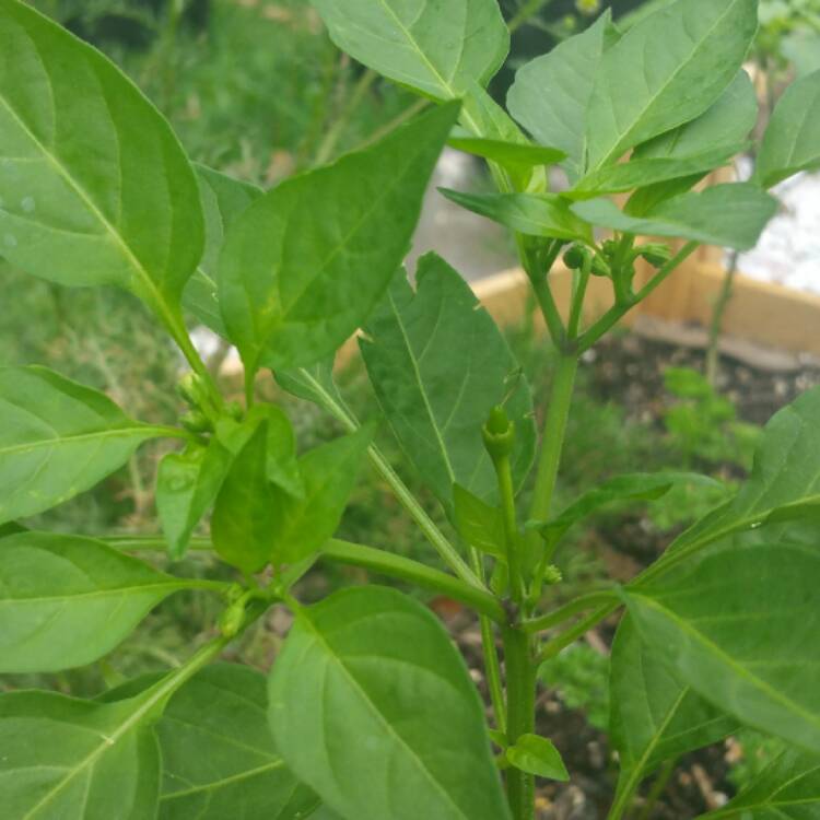 plant image 422379