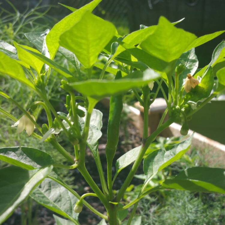 plant image 436184