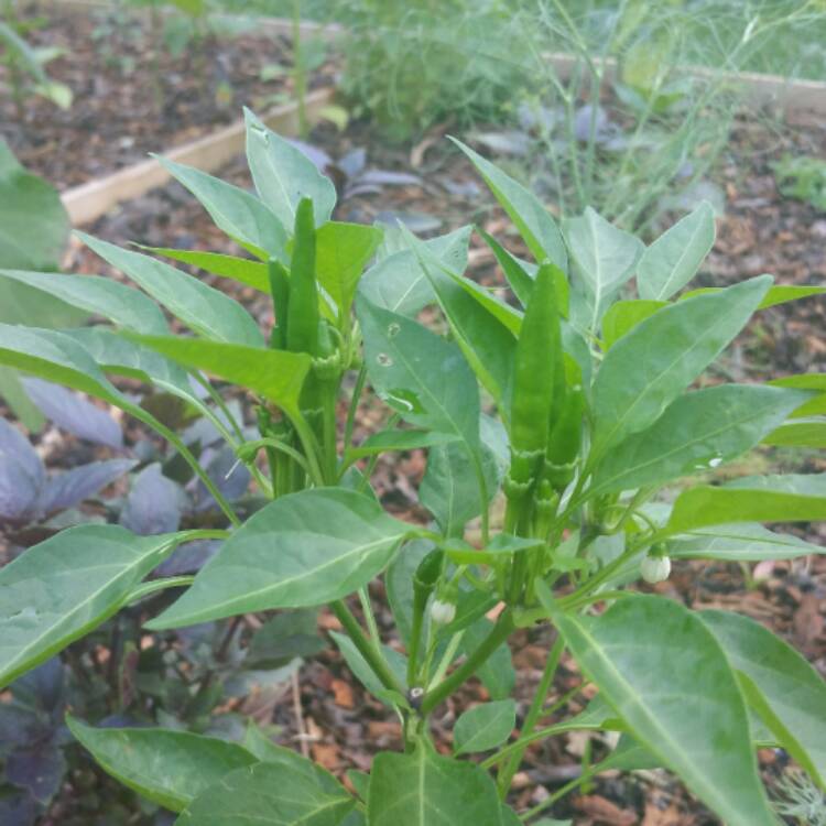 plant image 445158