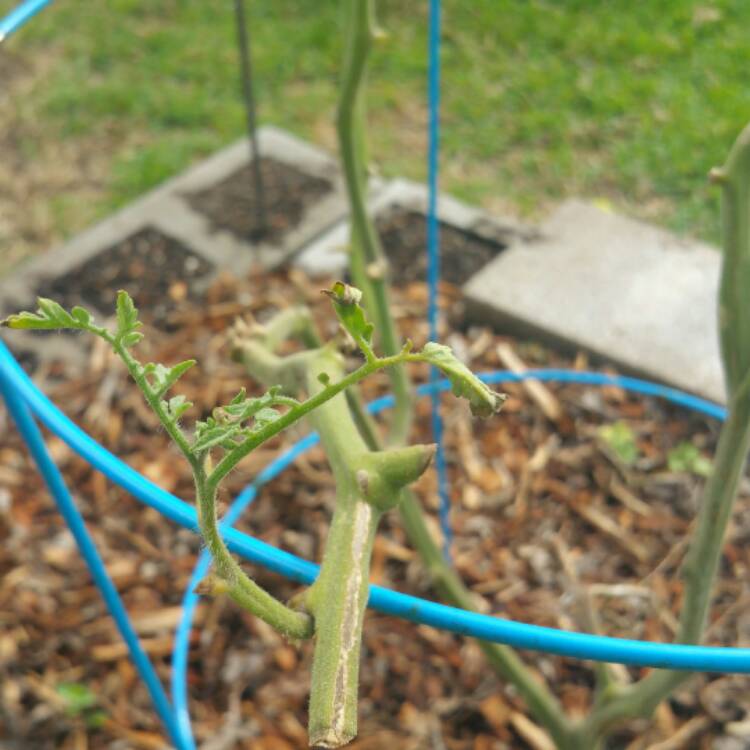 plant image 460956 plant image 460956