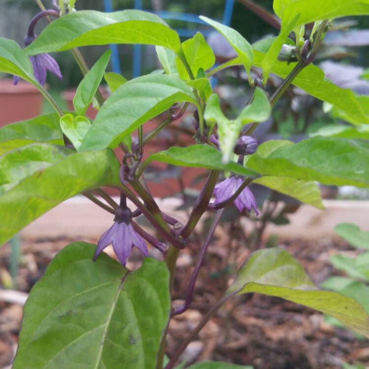 plant image 462193