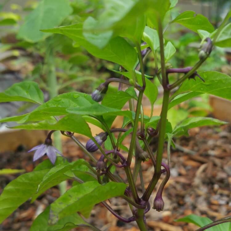 plant image 468664