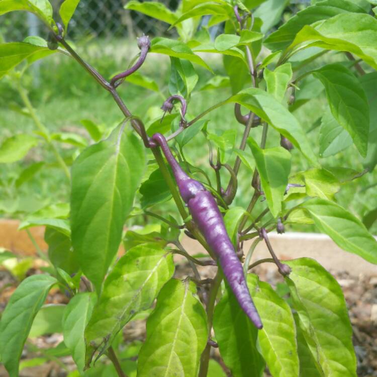 plant image 475595