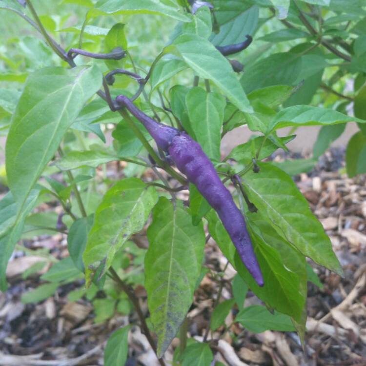 plant image 478778