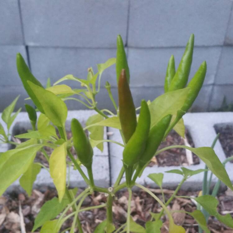plant image 483762