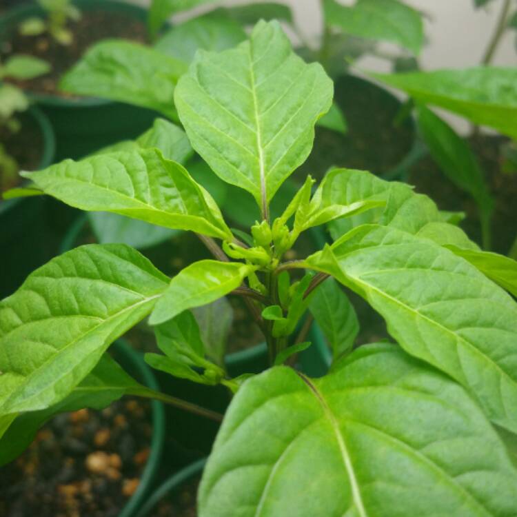 plant image 486382