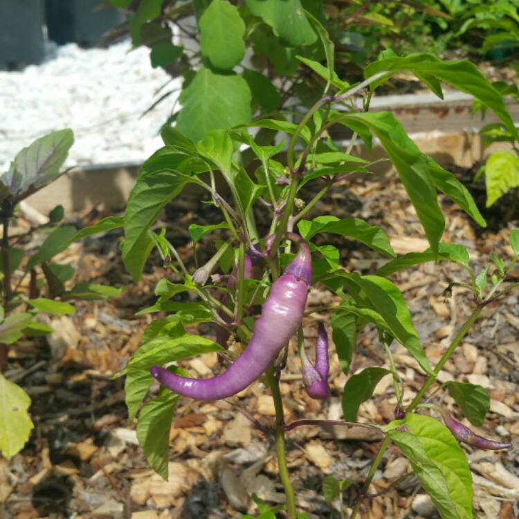 plant image 487793