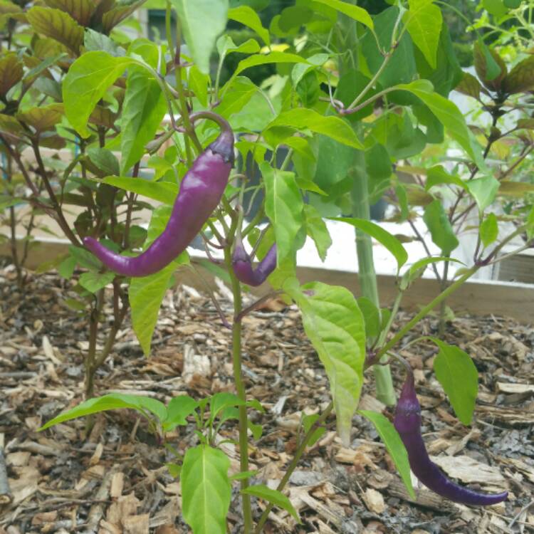 plant image 496298